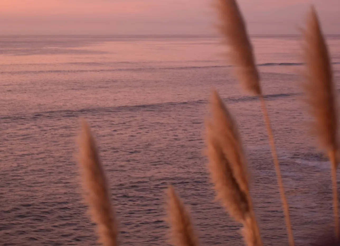 Pink dusk light over a calm ocean, with pampas grass in the foreground